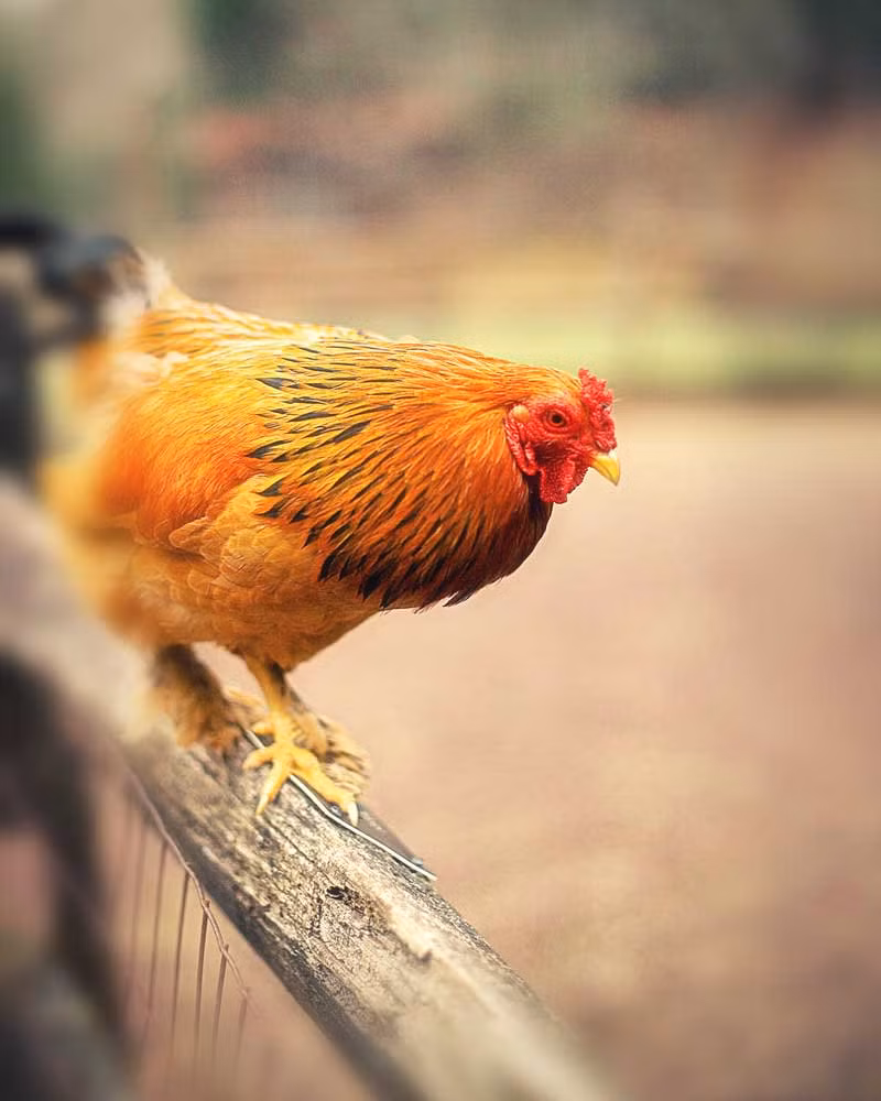 Theo tiến sĩ Lori Marino, giảng viên khoa học thần kinh tại Đại học Emory và cũng là tác giả của báo cáo tổng quan về loài gà, loài động vật này có nhiều hành vi tinh vi, biết phân biệt đối xử giữa các cá nhân, tương tác xã hội khéo léo, phức tạp tương tự như con người. (Nguồn Dailymail)