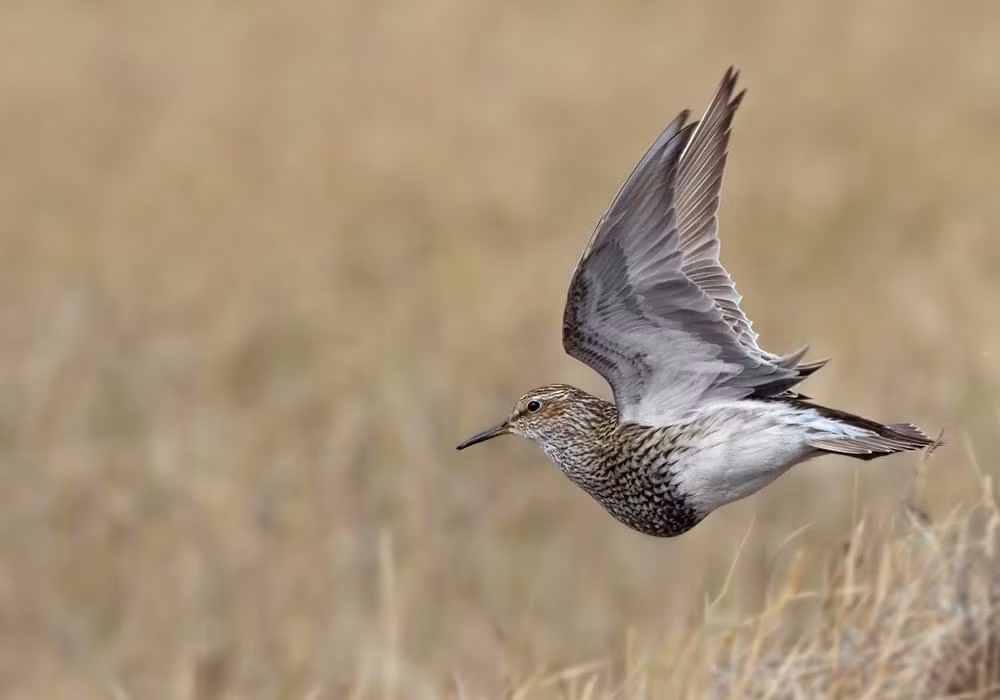 Mặc dù rất khó để có thể giao phối nhưng những con chim dẽ đực may mắn tìm được bạn tình và giao phối thành công sẽ được miễn vai trò, trách nhiệm trong việc nuôi nấng con cái. (Nguồn Dailymail)