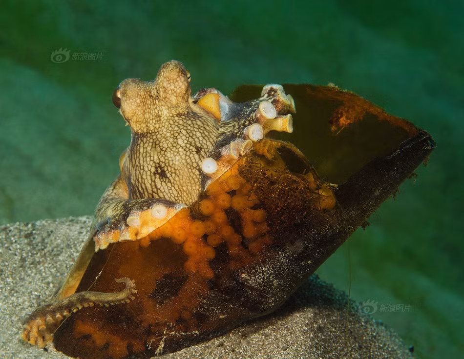 Những con bạch tuộc cũng thường tìm những chai, lọ vỡ để làm chỗ ẩn thân. (Nguồn Sina)