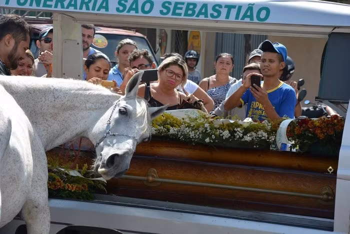 Khi thấy quan tài của chủ nhân, con ngựa kỳ lạ đi vòng quanh, liên tục ngửi, hít để tìm kiếm và sau cùng nó ghé sát đầu vào, không chịu rời đi. (Nguồn Bored Panda)