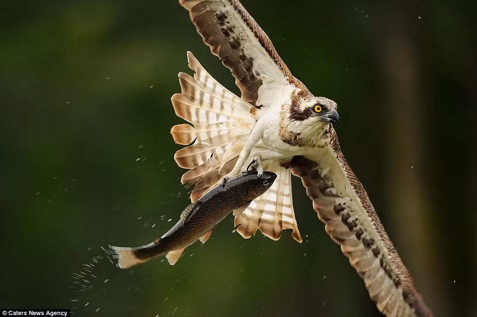 Bởi độ khó rất cao và phải có lực khống chế tốt, có sức mạnh đỉnh cao, những con ưng biển mới có thể vững vàng giữ chắc được những con cá trên đường tha về tổ. (Nguồn Dailymail)