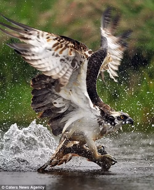 Chỉ một giây buông lỏng hoặc không biết lượng sức mình, ưng biển có thể đánh rơi cả hai con cá đã bắt được và trắng tay. (Nguồn Dailymail)