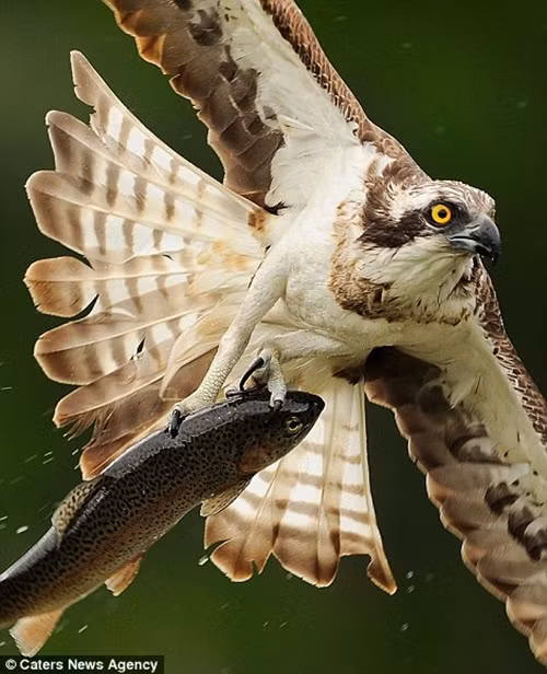 Hơn nữa, khi chim ưng biển săn mồi, muốn săn đôi phải cần có yếu tố may mắn. Nếu những con mồi tập trung tại một điểm, tỷ lệ săn đôi sẽ có khả năng thành công cao hơn. (Nguồn Dailymail)