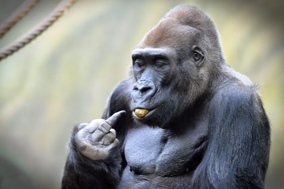 Tại một công viên thuộc cộng hòa Séc, một nhiếp ảnh gia động vật hoang dã đã ghi lại được cảnh tượng thú vị khi khỉ đột bực bội, làm mặt ngầu và giơ ngón tay thối về phía du khách và nhiếp ảnh gia. (Nguồn Sina)