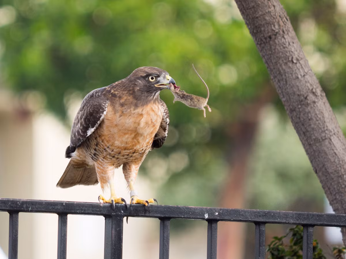 Tuy không thể săn được những động vật to giống như đại bàng nhưng với những động vật nhỏ như sóc, chuột, cầy thảo nguyên... chim ưng hoàn toàn là sát thủ đáng sợ. (Nguồn Sina)
