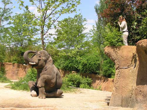 Trong ảnh là một con voi đang bày ra tư thế ngồi kỳ lạ, đòi hỏi sự khéo léo mà rất khó có loài động vật to lớn nào làm được. (Nguồn Sina)