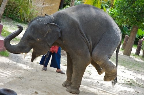 Dù chân trước hay chân sau, loài voi cũng có thể dễ dàng thăng bằng. (Nguồn Sina)