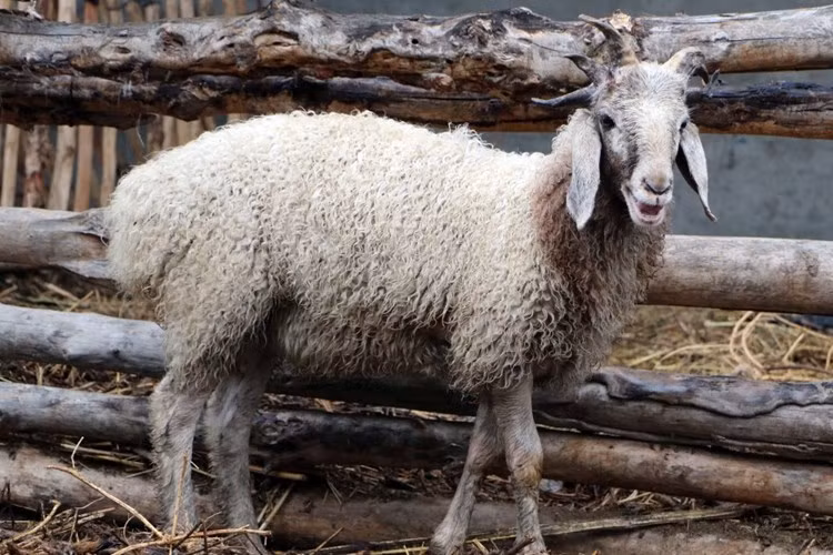 Mặc dù cơ thể không có biến đổi nhưng khuôn mặt của con cừu 5 sừng này vẫn khiến người nhìn lạnh gáy. Vì lý do đó, nhiều người gọi đây là "cừu quỷ 5 sừng". (Nguồn 163)