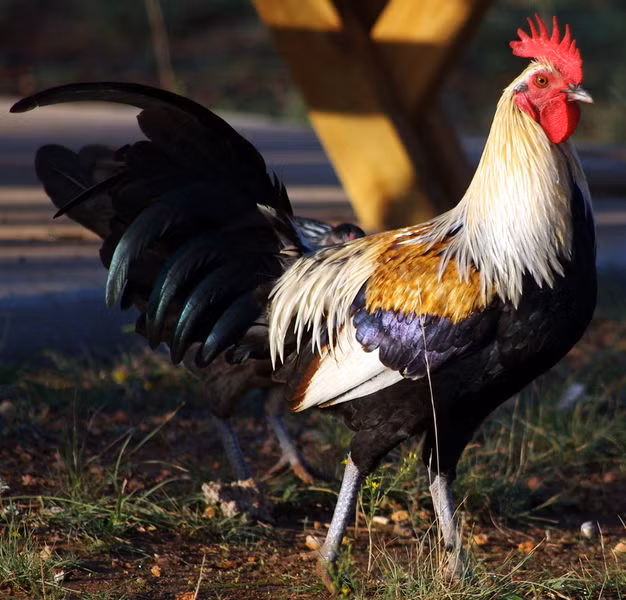 Một trong những khám phá về loài gà khiến nhiều người thích thú đó là gà trống thường rộng lượng và thoáng tính hơn gà mái. Khi phát hiện có thức ăn, gà trống sẽ kêu lên để báo hiệu cho cả đàn, còn gà mái thì ngược lại, nó ung dung tận hưởng nguồn thức ăn một mình.