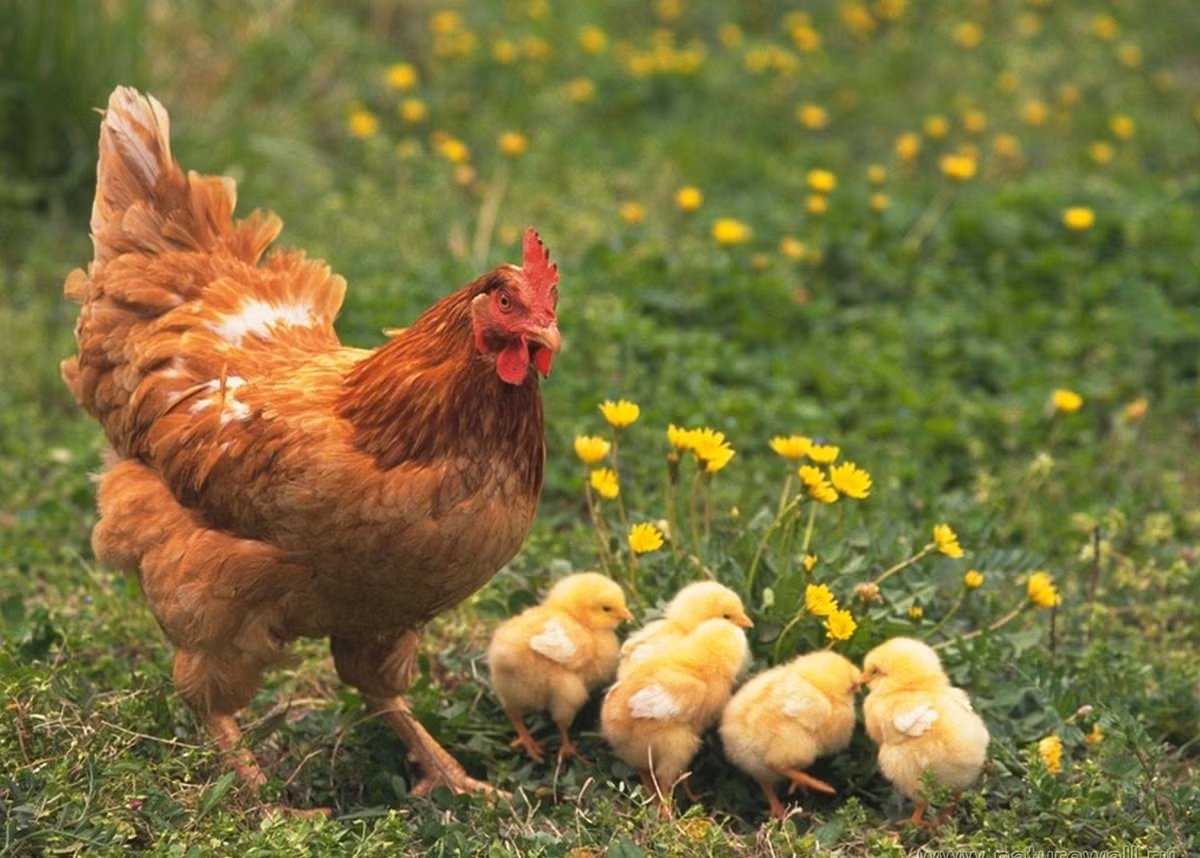 Mối quan hệ của gà mẹ và gà con vô cùng chặt chẽ. Khi gà con gặp nguy hiểm, như một dạng thần giao cách cảm, gà mẹ lập tức cảm nhận được ngay và chạy tới cứu nguy.