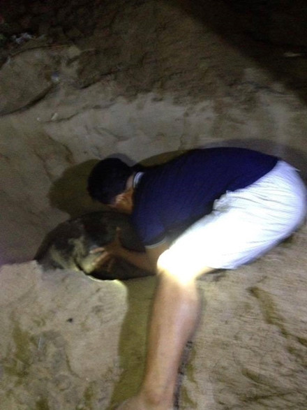 Có người cho rằng do hải cẩu phá, cắn rách lưới và ăn cá của ngư dân thả lưới ven bờ nên một số ngư dân thiếu ý thức trong lúc nóng giận đã đánh chết nó.