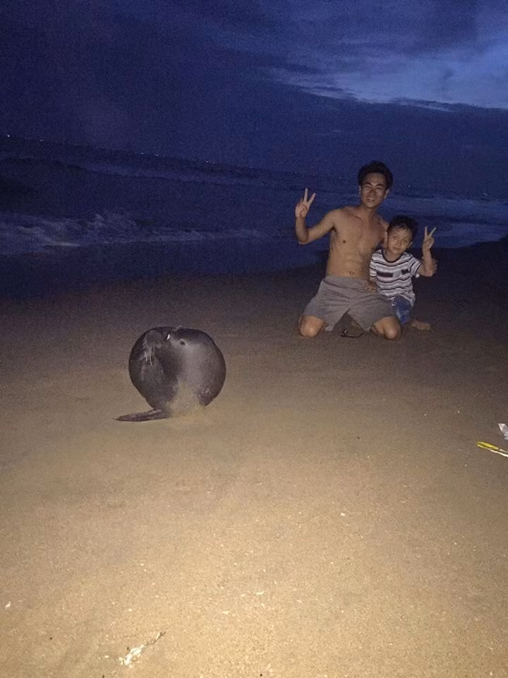 Vì thân thiện nên chú hải cẩu rất được lòng người dân cũng như du khách.