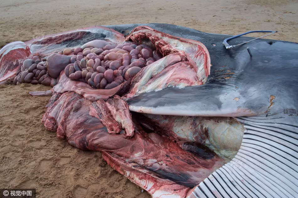 Có thể chúng bị một chiếc tàu, thuyền đâm trúng, bị thương và dạt vào bờ. Thậm chí có những con cá voi xấu số bị ảnh hưởng bởi các hoạt động quân sự ngoài biển. (Nguồn Sina)