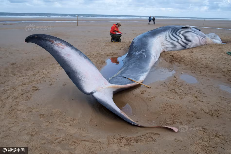 Tại bãi biển Holkham, Norfolk, nước Anh, nhà nghiên cứu Rob Deaville, người đứng đầu Chương trình điều tra hiện tượng động vật biển có vú mắc cạn ở Anh và nhóm nghiên cứu của ông chuẩn bị tiến hành mổ phanh xác cá voi khổng lồ mắc cạn, chết thảm. (Nguồn Sina)