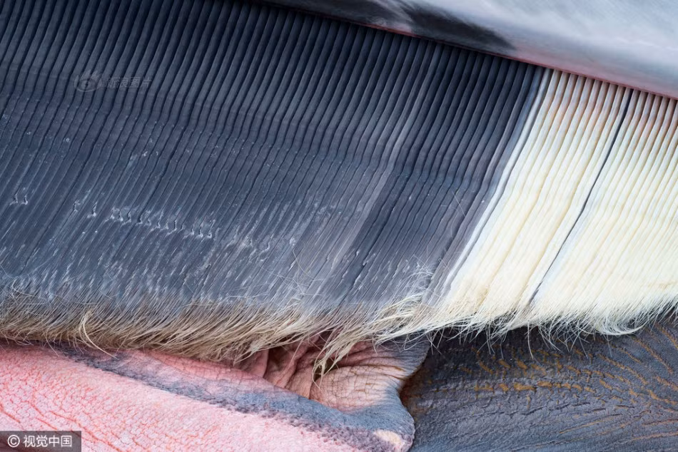 Đôi khi, trong quá trình mổ khám nghiệm xác cá voi, Rob Deaville cũng có thể phán đoán được nguyên nhân gây ra cái chết của những thủy quái khổng lồ này. (Nguồn Sina)