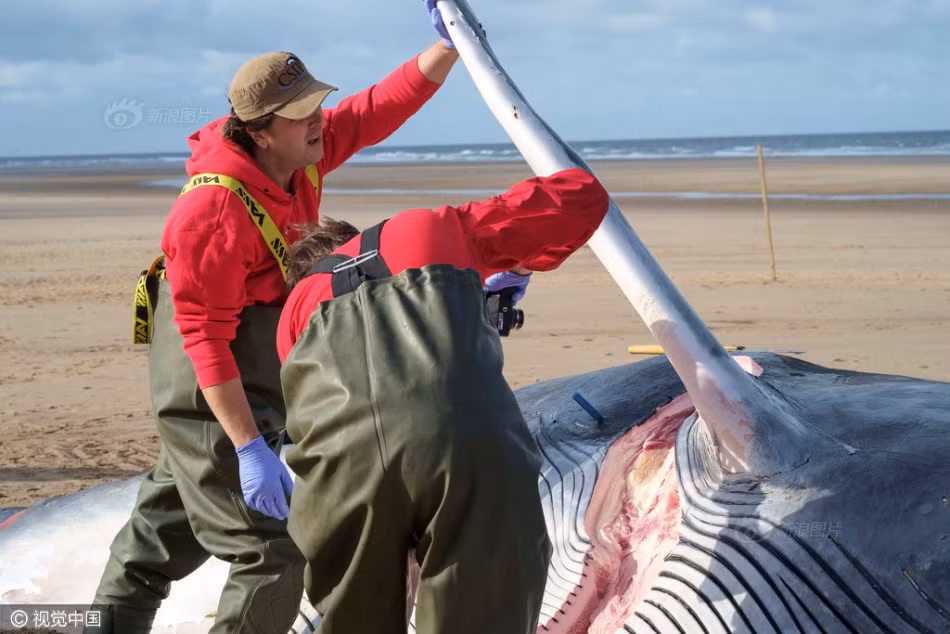 Trong ảnh là Rob Deaville cùng với cộng sự của mình trong nhóm nghiên cứu đang tiến hành mổ khám nghiệm xác cá voi ngay trên bờ biển. (Nguồn Sina)