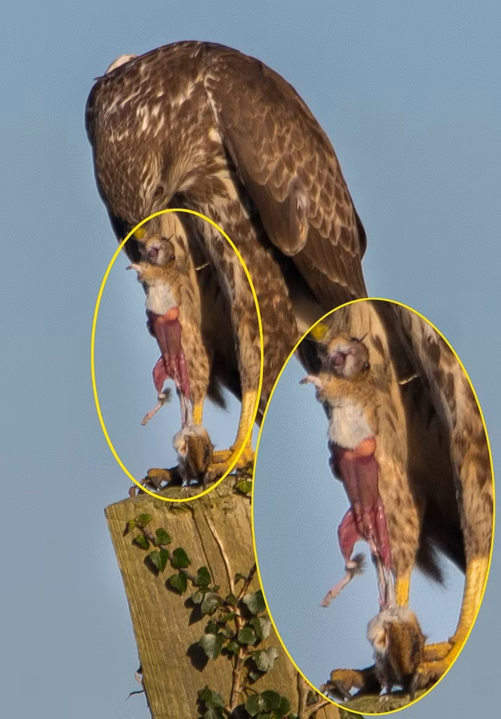 Sau Josef cho biết, khi con chim ưng tha chuột đồng lên cọc gỗ ở sân sau, con chuột đồng tội nghiệp vẫn còn đang sống và la hét thảm thiết. (Nguồn Sina)