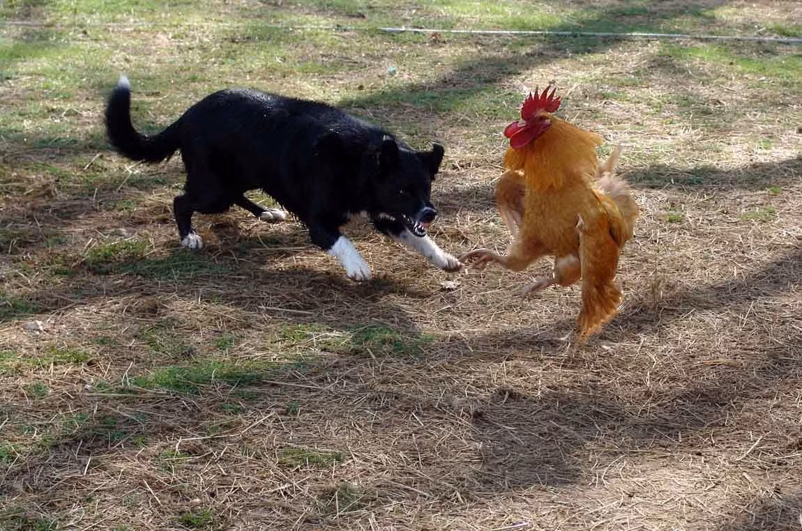 Với lợi thế có thể nhảy lên và bay tạm thời ở tầm thấp, nếu dai sức, những con gà hoàn toàn có thể dạy cho loài cho một bài học nhớ đời.