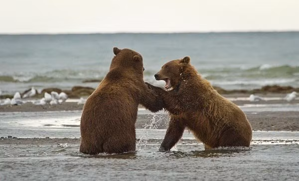 Tuy nhiên, khi còn nhỏ tuổi, những con gấu nâu hoang dã cũng đã được luyện tập thường xuyên các kỹ năng sinh tồn.