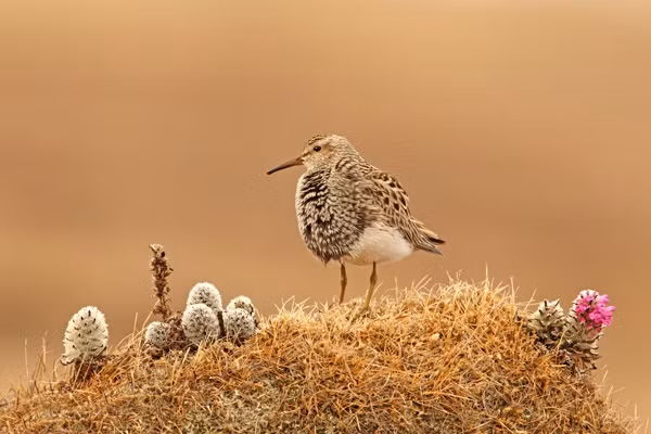 Trung bình, những con chim dẽ đực bay từ 178km đến 3060km để tìm bạn tình. Chúng có thể bay liên tục 40 giờ đồng hồ không nghỉ với vận tốc 60km/h. (Nguồn Dailymail)