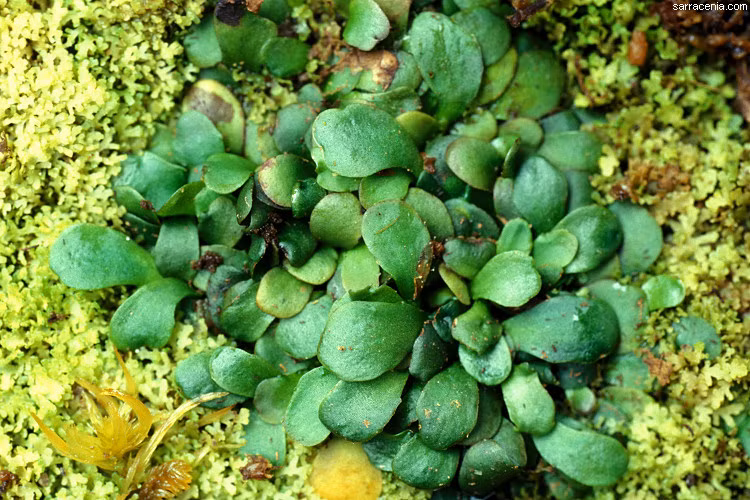 Genlisea, là một loài thực vật đặc biệt, không có rễ, dưới gốc của chúng tủa ra những dây trắng tưởng là rễ nhưng thực chất là những dây bẫy được cấu tạo từ những sợi lá cây đặc biệt. Những chiếc bẫy này hoạt động như một giỏ bắt tôm hùm thực thụ, khi những loài phù du, động vật thủy sinh nhỏ lọt vào sẽ không thể có đường ra, chỉ có nước chết và trở thành chất dinh dưỡng nuôi cây. (Nguồn Listvers)