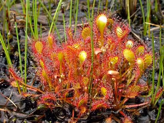 Cây gọng vó, đặc trưng bởi các lông tuyến màu sắc sặc sỡ có khả năng tiết ra chất nhầy dính giúp chúng bắt giữ động vật. Khi các động vật côn trùng bị bẫy dính, các lá cuộn theo chiều dài bởi sự hướng tiếp xúc thể rắn về phía tâm. Điều này hỗ trợ tiêu hóa bằng cách đưa nhiều hơn các tuyến tiêu hóa hơn trong tiếp xúc với con mồi. (Nguồn Listvers)