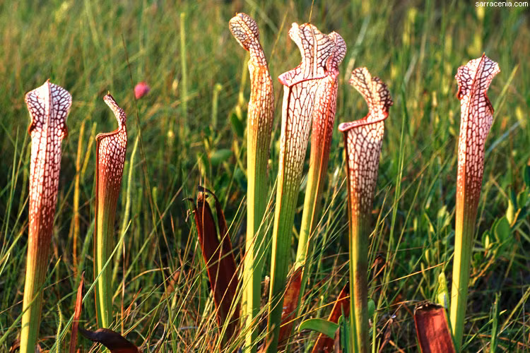Đứng đầu danh sách những loài cây tàn bạo nhất phải kể đến cây ăn thịt Sarracenia, là một chi thực vật có hoa trong họ Sarraceniaceae. Lá của loài cây này phát triển thành một cái phễu, có phần mui cấu trúc ngăn không cho nước mưa chảy xuống làm loãng dịch tiêu hóa. Côn trùng bị thu hút bởi màu sắc, mùi của cây, khi đậu lên miệng hoa, một số chất bài tiết mật hoa trơn trượt sẽ khiến côn trùng bất cẩn rơi bên trong. Khi rơi vào trong thân cây, tất cả các loài côn trùng đều sẽ chết và được tiêu hóa bởi các protease và các enzym khác. (Nguồn Listvers)