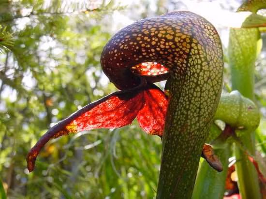 Cây lá chén Darlingtonia californica, không thèm tuân theo những quy luật thông thường của loài thực vật ăn thịt, loài cây này có thể tạo ra những đường thoát giả, khiến những con côn trùng đáng thương cố gắng tuyệt vọng cho đến tận lúc chết. Sau khi chết, những loài côn trùng xui xẻo cũng sẽ được dịch tiêu hóa của cây nuốt trọn. (Nguồn Listvers)