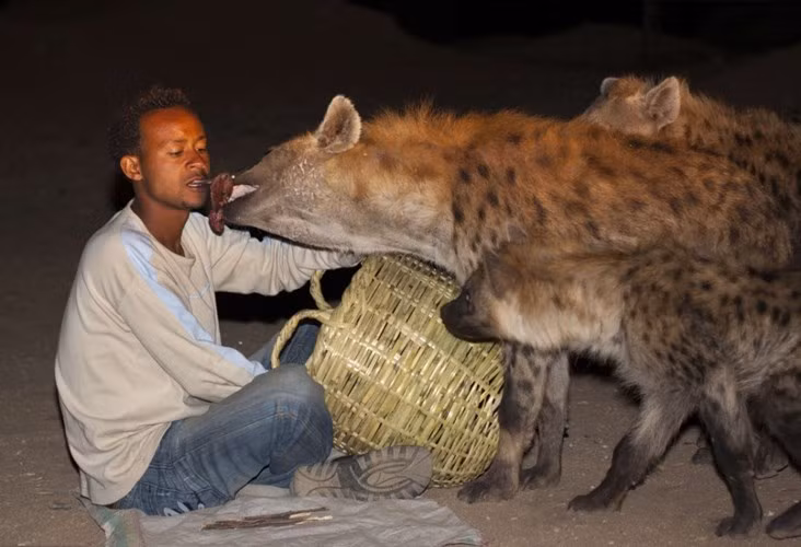 Mặc dù biết những mãnh thú này có thể gây tổn thương nguy hiểm tính mạng nhưng những dị nhân này vẫn luôn muốn thử thách giới hạn của bản thân mình. (Nguồn Sina)