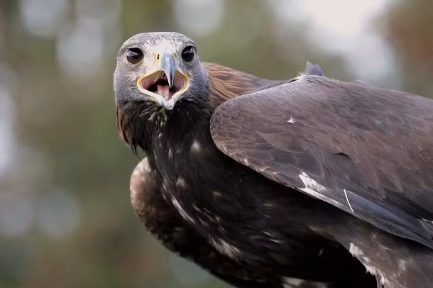 Đại bàng là một loài chim rất thông minh, biết dùng trí tuệ để giảm bớt khó nhọc khi săn giết con mồi. Ví dụ như ở Hy Lạp, đại bàng săn rùa, chúng cắp con rùa lên cao và thả xuống nền đá, nhằm làm vỡ mai rùa, từ đó có thể thoải mái chén thịt con mồi một cách dễ dàng.