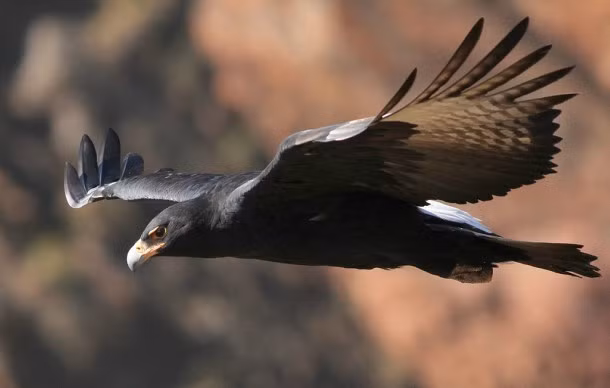 Hầu hết các loài chim săn mồi có thói quen liếc nhìn qua vai của chúng khi có những loài động vật ăn thịt khác ở phía sau. Tuy nhiên, là chúa tể bầu trời cao cao tại thượng, đại bàng không làm chuyện đó, nó có đủ tự tin rằng không có gì dám tấn công mình.