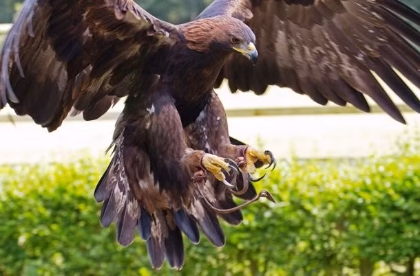 Chim đại bàng có đến 7.000 chiếc lông và những chiếc lông này chiếm khoảng 5% khối lượng cơ thể của chúng.