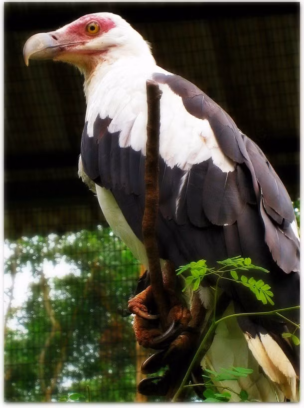 Đại bộ phần các phân loài của đại bàng là loài ăn thịt, nhưng đại bàng cá vulturine, một loài chim lớn săn mồi bản địa của tiểu vùng Sahara thuộc châu Phi lại chủ yếu ăn hoa quả của cây cọ dầu.