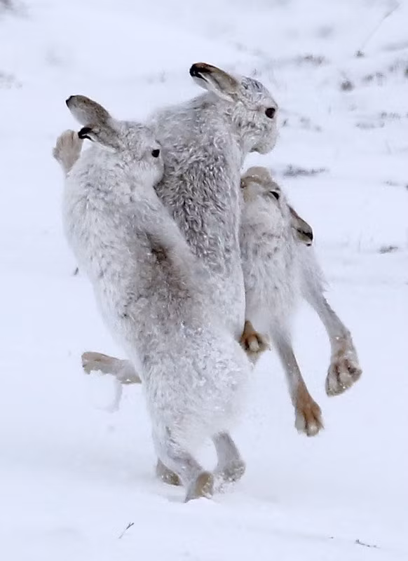 Mộ trong những khoảnh khắc khiến nhiếp ảnh gia đỏ mặt và choáng váng nhất là cảnh tượng thỏ tuyết không ngần ngại tham gia vào cuộc tình tay ba nóng bỏng, chớp nhoáng. (Nguồn Sina)