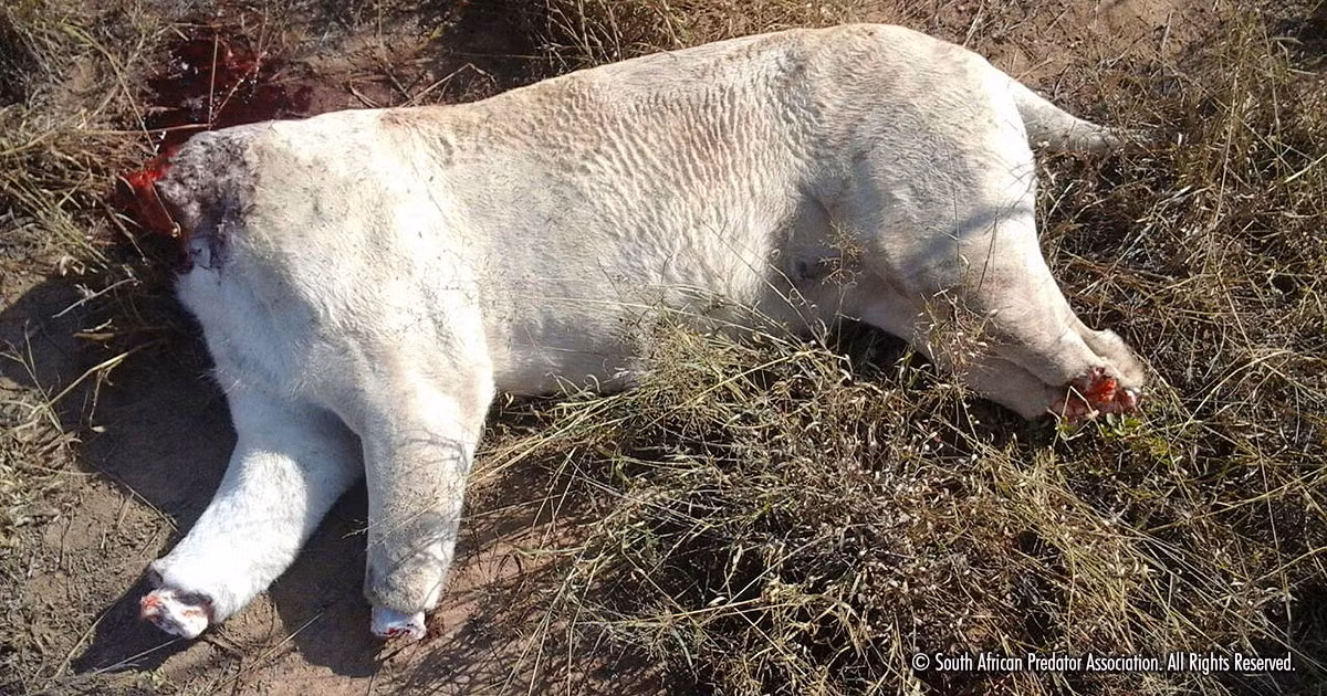 Đây không phải là lần đầu tiên tội ác cùng cực này được thực hiện tại châu Phi. Trước đây cũng đã từng có những con sư tử cái, sư tử đực khác bị chặt đầu và cắt chân giống hệt ba con sư tử xấu số tại Tzaneen. (Nguồn The Sun)