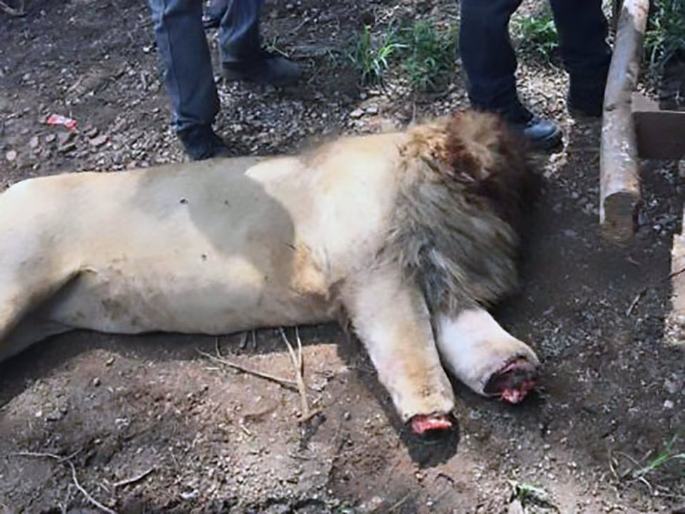 Giám đốc khu bảo tồn, Andre de Lange cho biết, ông nghi ngờ thủ phạm trong vụ những con sư tử bị chặt đầu chính là những nhân viên làm việc trong khu bảo tồn. Bởi chỉ có những người hàng ngày tiếp xúc, quan sát những con sư tử này mới nắm bắt được thói quen của chúng và dễ dàng dụ dỗ, đầu độc. (Nguồn The Sun)