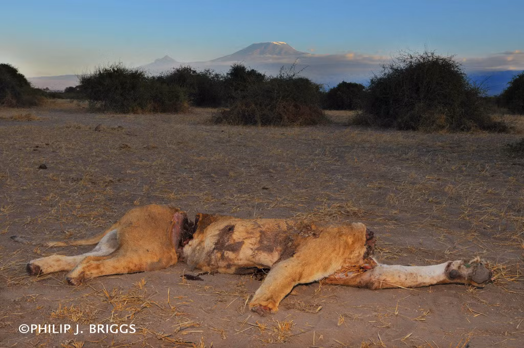 Thêm một hình ảnh kinh hoàng về cái chết của sư tử ở châu Phi. (Nguồn The Sun)