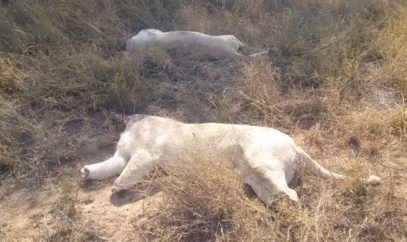 Hiện cảnh sát chưa bắt được kẻ thủ ác, công cuộc điều tra vẫn tiếp tục được mở rộng. (Nguồn The Sun)