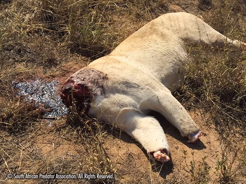 Những hình ảnh ghê rợn này cho thấy sự mông muội đến phi nhân tính, phi nhân đạo của con người. (Nguồn The Sun)