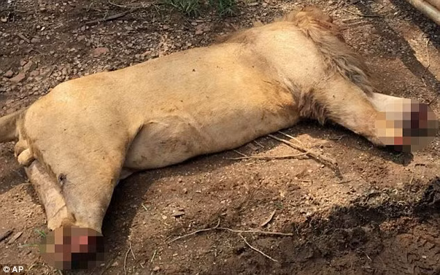 Theo trang Dailymail đưa tin, ba chú sư tử đực tại khu bảo tồn bảo tồn Letaba River, Tzaneen, Nam Phi đã bị những kẻ săn trộm giết hại dã man bằng cách dụ dỗ, đầu độc rồi chặt đầu, chặt chân. (Nguồn The Sun)