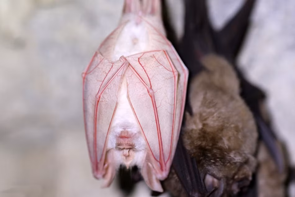 Khá ngạc nhiên là con dơi này phát triển bình thường, là một con dơi trưởng thành, khỏe mạnh, hoàn toàn không bị đồng loại cô lập hay xa lánh. (Nguồn Sina)