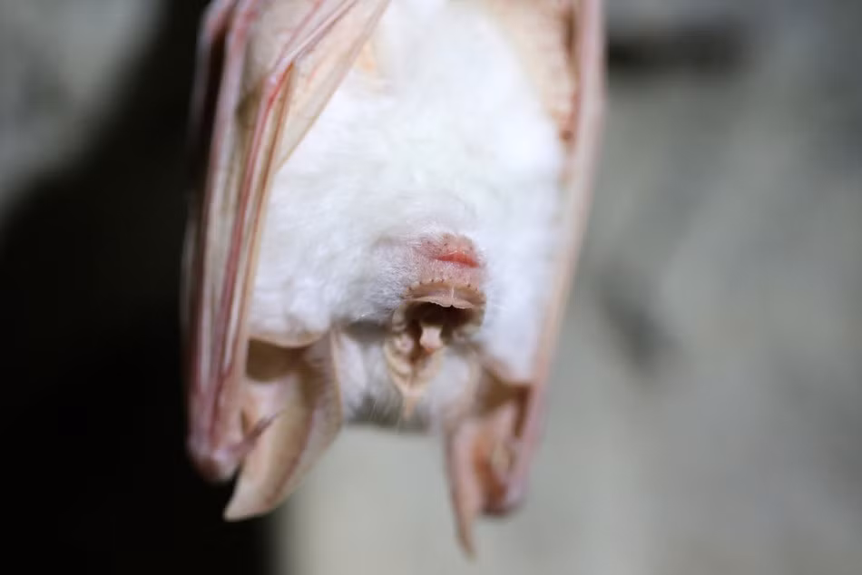 Có lẽ do sống trong hang, lại được đồng loại chấp thuận, con dơi bạch tạng quý hiếm ở Hàn Quốc này vẫn thuận lợi trưởng thành và phát triển. (Nguồn Sina)