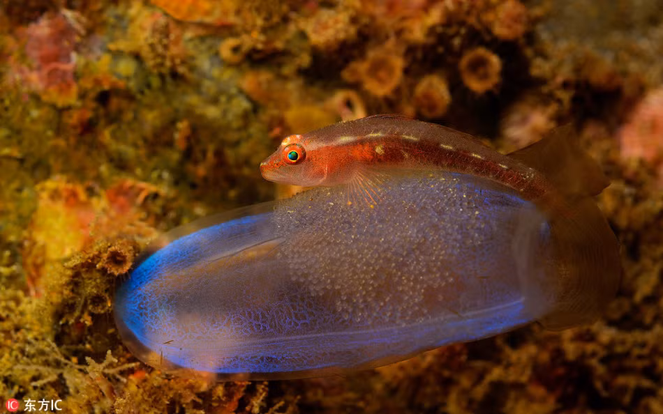 Một con cá cái đang trông giữ khối trứng của mình. (Nguồn Sina)