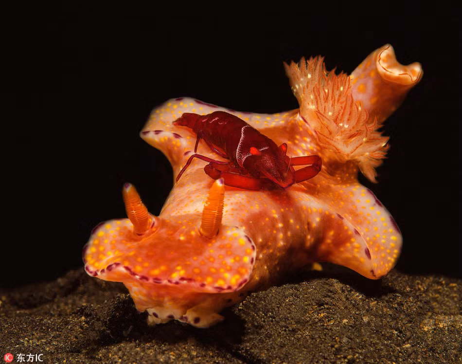 Một con tôm đỏ quý hiếm đang cưỡi trên lưng loài sên biển, hay còn gọi là thỏ biển. (Nguồn Sina)