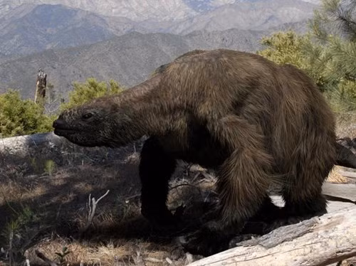 Cũng bởi lợi thế của kích thước khổng lồ, quái vật thời tiền sử có tên Megatherium ít có kẻ thù tự nhiên, chúng không chịu khuất phục những kẻ săn mồi khét tiếng bạo ngược và hung dữ như hổ răng kiếm Smilodon.