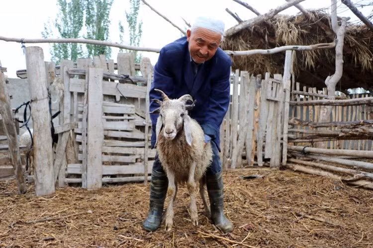 Trước đây không lâu, ở Tân Cương cũng đã từng xuất hiện một con cừu 5 sừng vô cùng hiếm. (Nguồn 163)