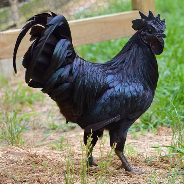 Gà H'Mông, hay còn gọi là gà Mông, gà Mông đen hay gà Mèo là một giống gà nội địa của Việt Nam có nguồn gốc ở miền núi phía Bắc, được dân tộc H’Mông nuôi thả quảng canh, chúng nuôi giữ giống gốc là một trong những giống gà đặc sản.