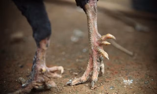 Giống gà này có trọng lượng tối đa thường không quá 1,5kg, đặc điểm nổi bật nhất là chân to, chắc khỏe, mỗi bên mọc từ 3 đến 4 cựa, dài ngắn khác nhau nhưng mọc nối hàng. Cựa phía trên cùng nhọn hoắt, nhiều sừng.