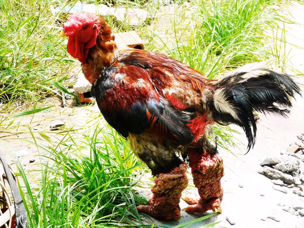 Gà Đông Tảo là giống gà to con, dáng hình bệ vệ, thân hình to, cơ bắp, da đỏ đầu oai vệ, cặp chân vững chãi, xù xì, to một cách khác thường. Đặc biệt, da ở cẳng chân giống bề mặt trái dâu tằm ăn, bốn ngón chân xòe ra, chia ngón rõ nét, bàn chân dày, cân đối.