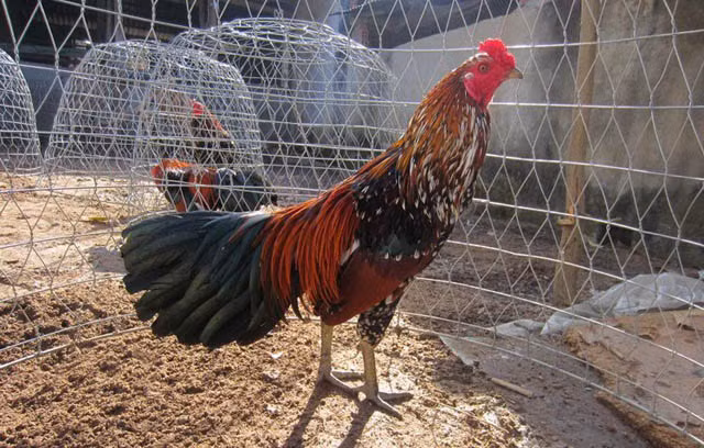 Thịt của gà mía có mùi thơm, da giòn, mỡ dưới da ít, thịt ngọt đậm đà, dai nhưng lại mềm, rất thơm, cực kỳ được ưa chuộng, đặc biệt trong dịp Tết Nguyên đán.